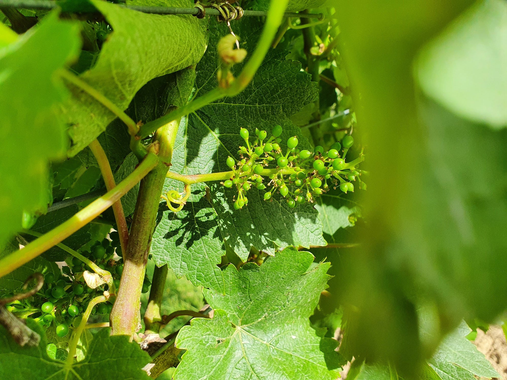 Close up of a grapevine with young buds growing in a vineyard in the UK