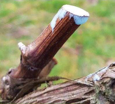 A pruned grape vine with white wound paint over the cut vine.