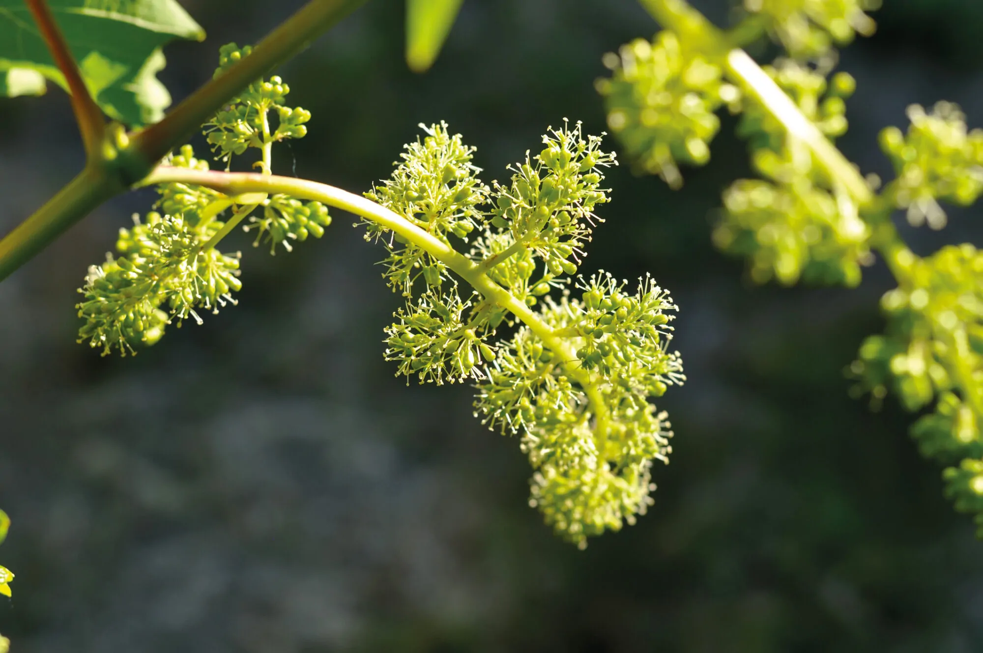 Young grapes in early stages of development.