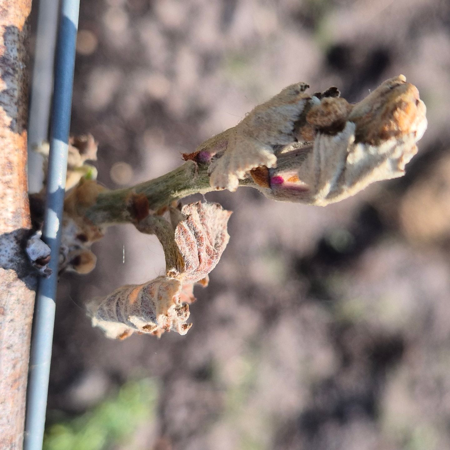 A frost-damaged bud on a grape vine (c) VineWorks, 2025