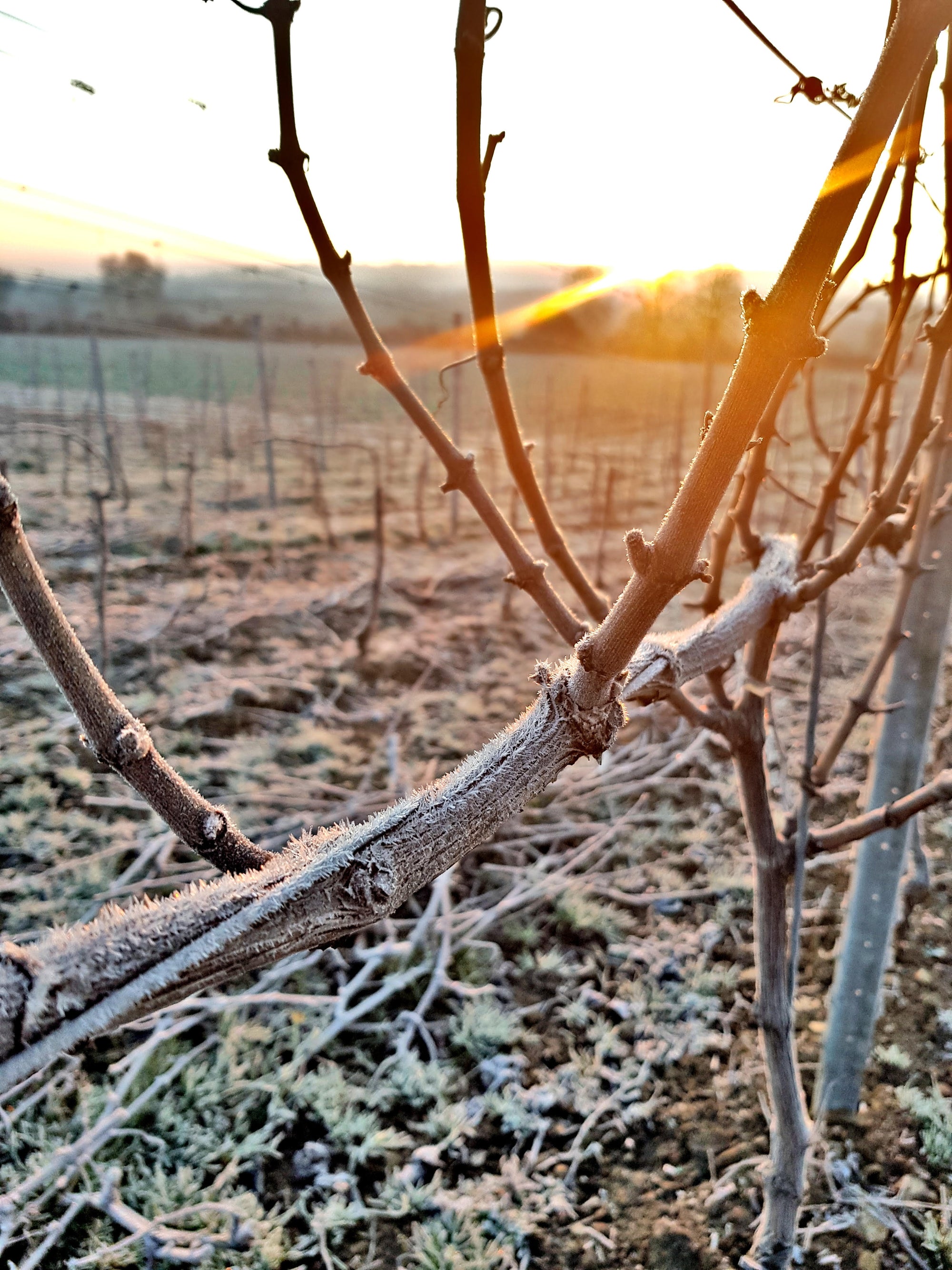 Photos by VineWorks of a vineyard with vines covered in frost. 