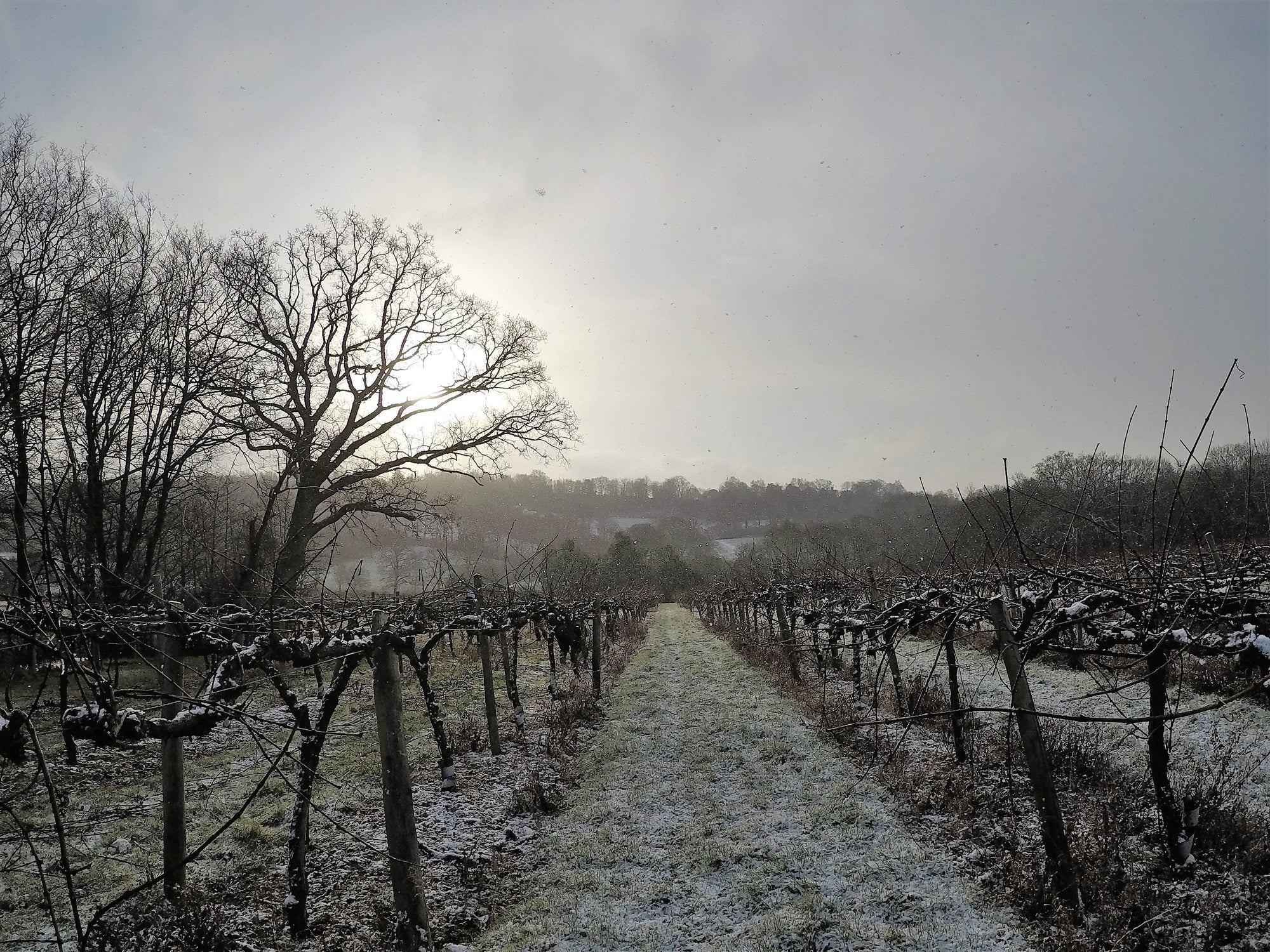 Snow covered vines - vineyard in winter, UK. 