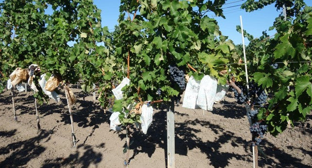 grapevines in a vineyard illustrating pollination