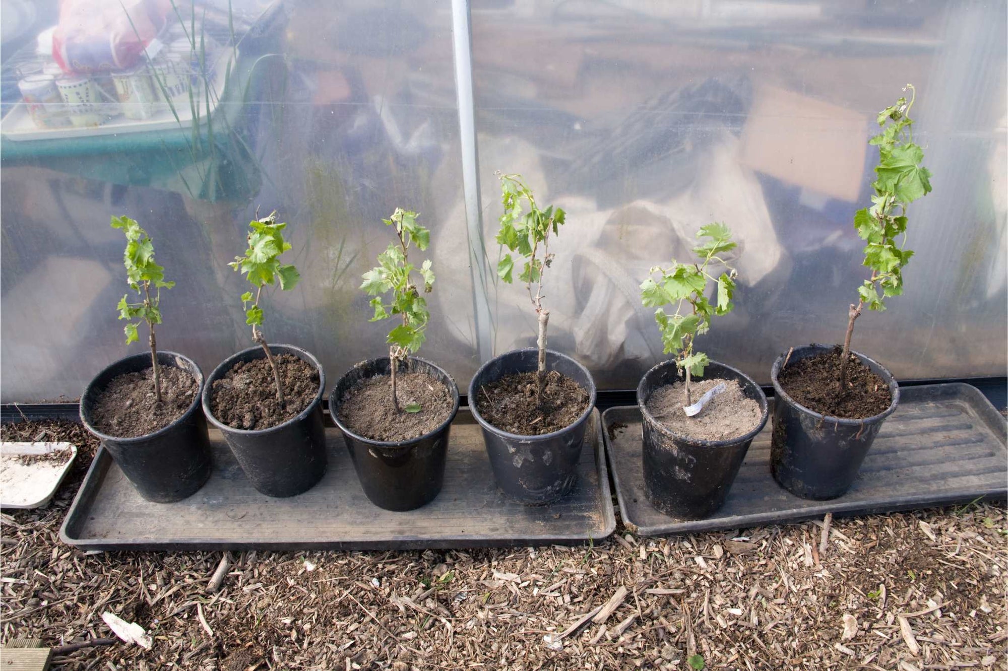 Potted vines grown in a polytunnel, Hampshire (c) Edward Westmacott
