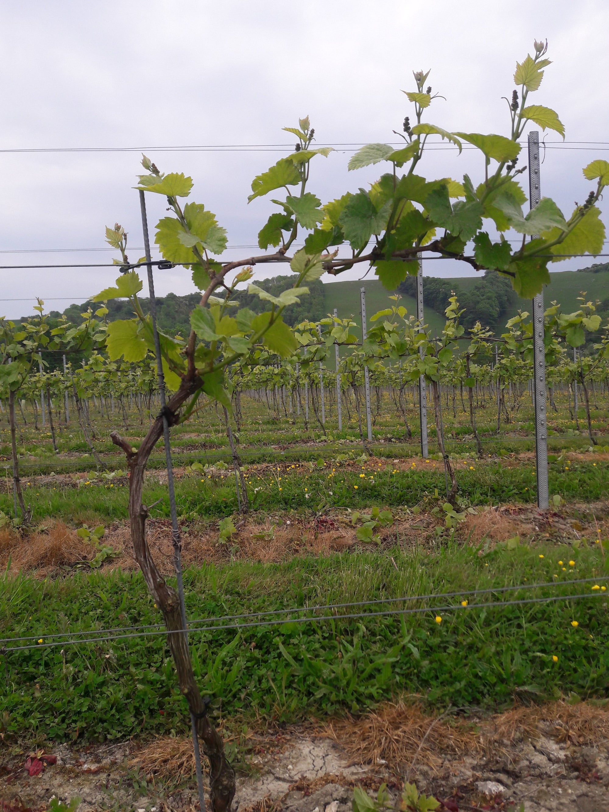 Grapevine trained along a trellising wire as an example of 'shoot selection'. 
