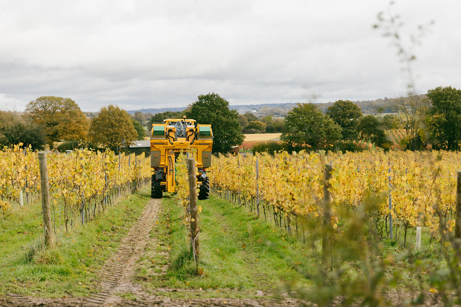 VineWorks' Machine Harvester at work in a UK vineyard 2024