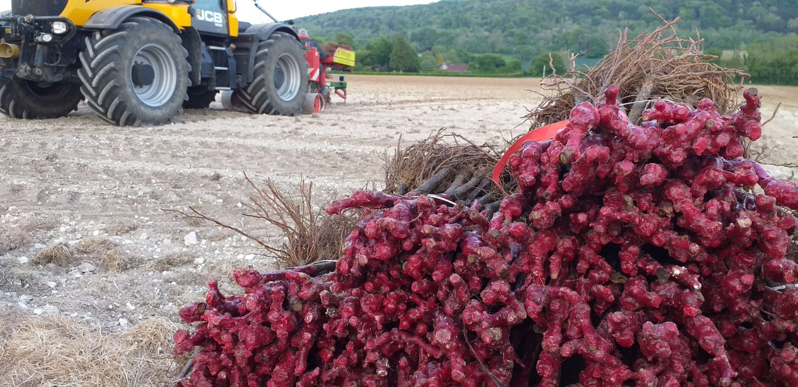 A bundle of grape vines stacked ready to be planted with a planting machine in the background.