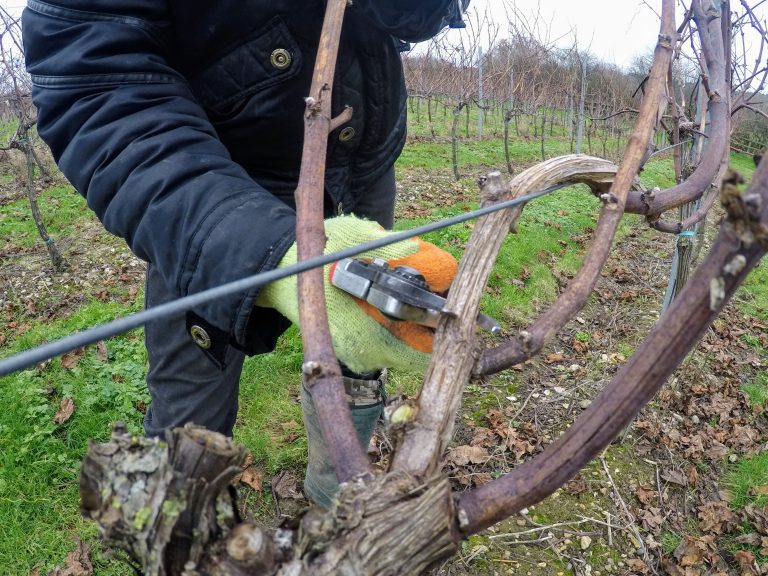 Close up of a vine being pruned by a UK vineyard worker. 