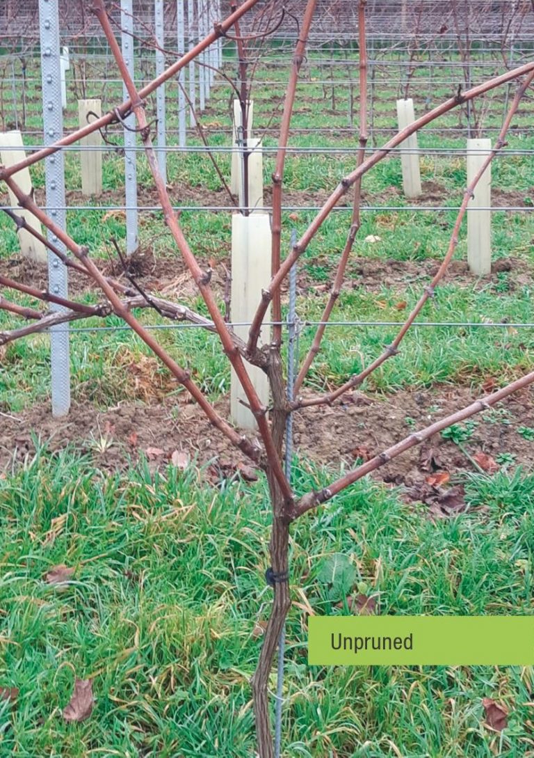 An unpruned grapevine with many branches