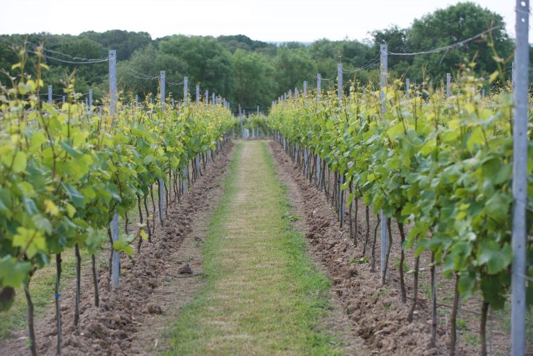 Landscape photo of a lush summer vineyard in the UK with rows of vineyards secured on trellising.