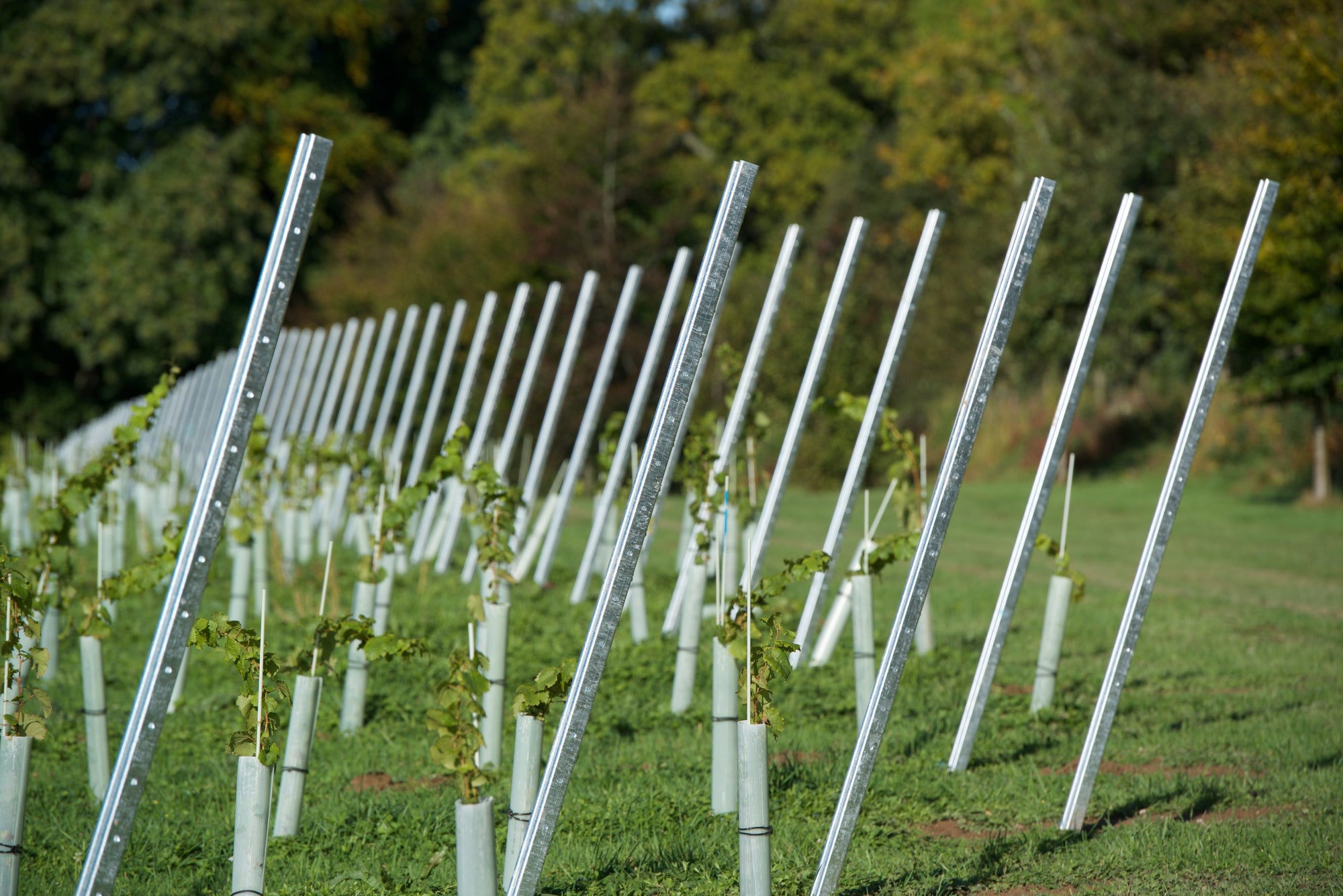 Rows of metal trellising posts and young vines with vine guards in a UK vineyard (c) VineWorks