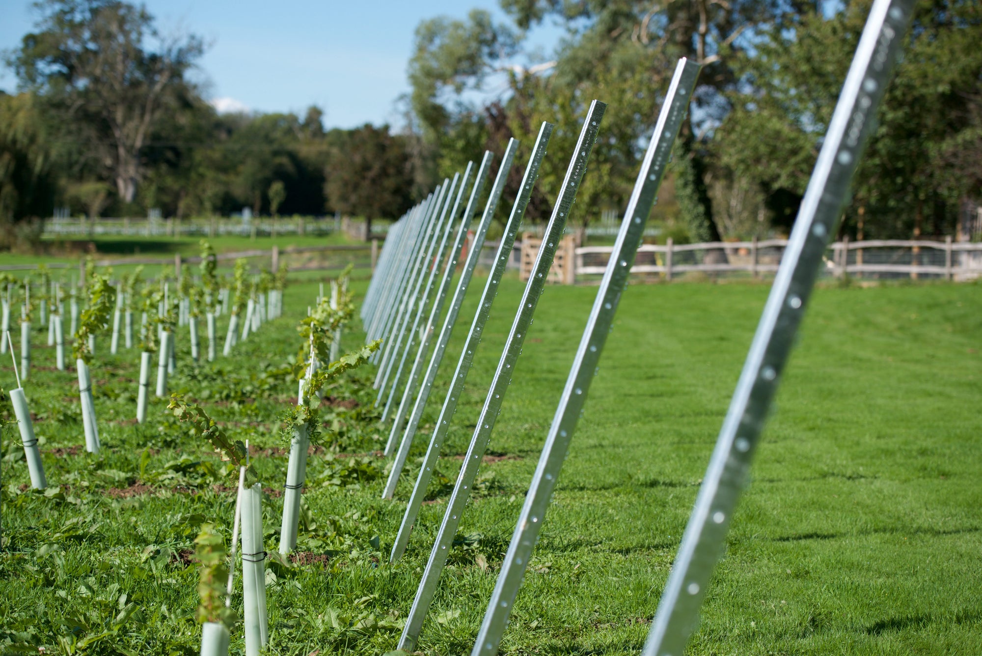 Photo of a row of metal trellis posts aligned in a vineyard made by Hadley