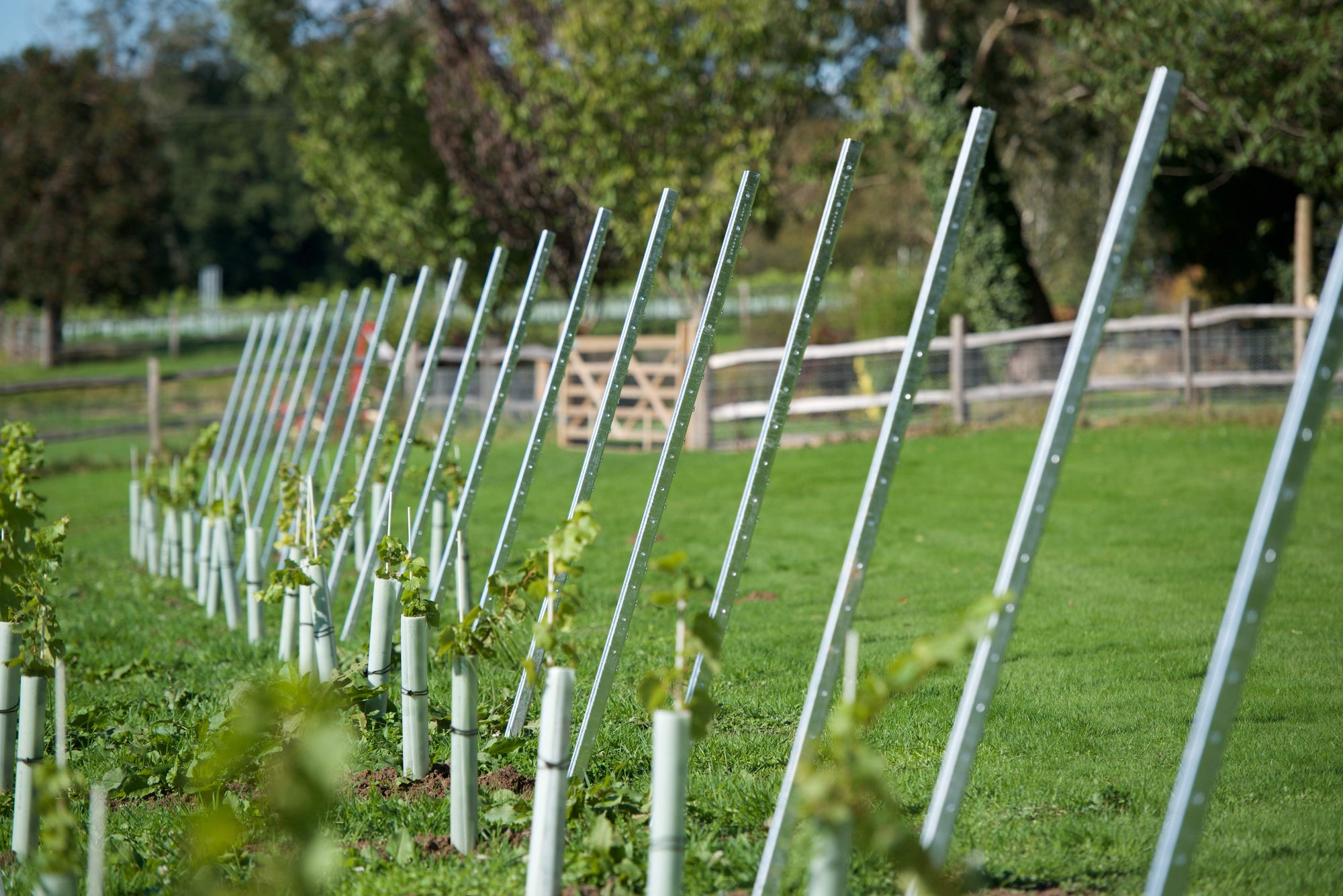 Trellising posts installed in a vineyard