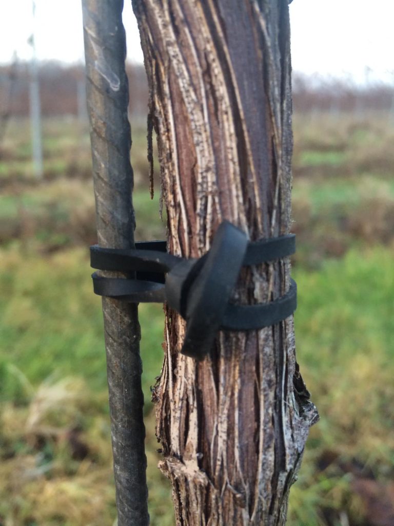 Close up on a vine secured to a rod in a UK vineyard with a rubber band tie.