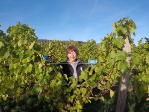 THOUGHTS FROM SEASONAL VINEYARD STAFF – THE BACKBONE OF UK VITICULTURE