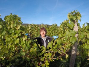 Female vineyard worker standing amongst vines in a uk vineyard