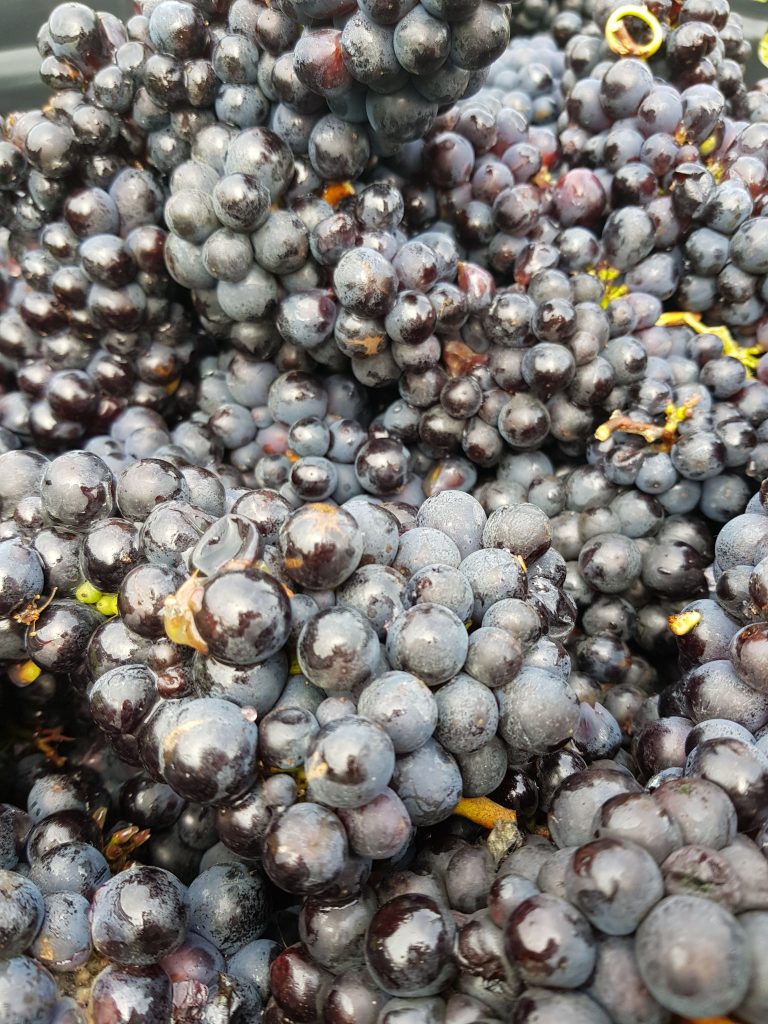 Close up of a crate of plump red grapes