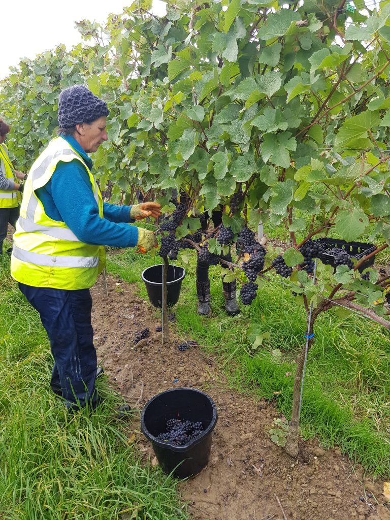 VineWorks vineyard worker hand harvesting grapes in a UK vineyard, 2018