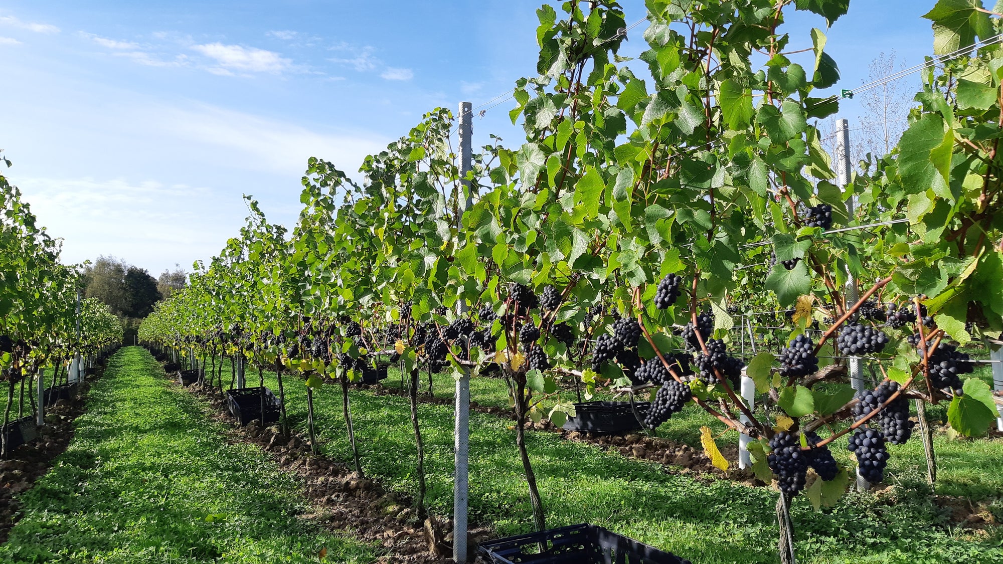 Choosing the Right Trellis System for your Vineyard