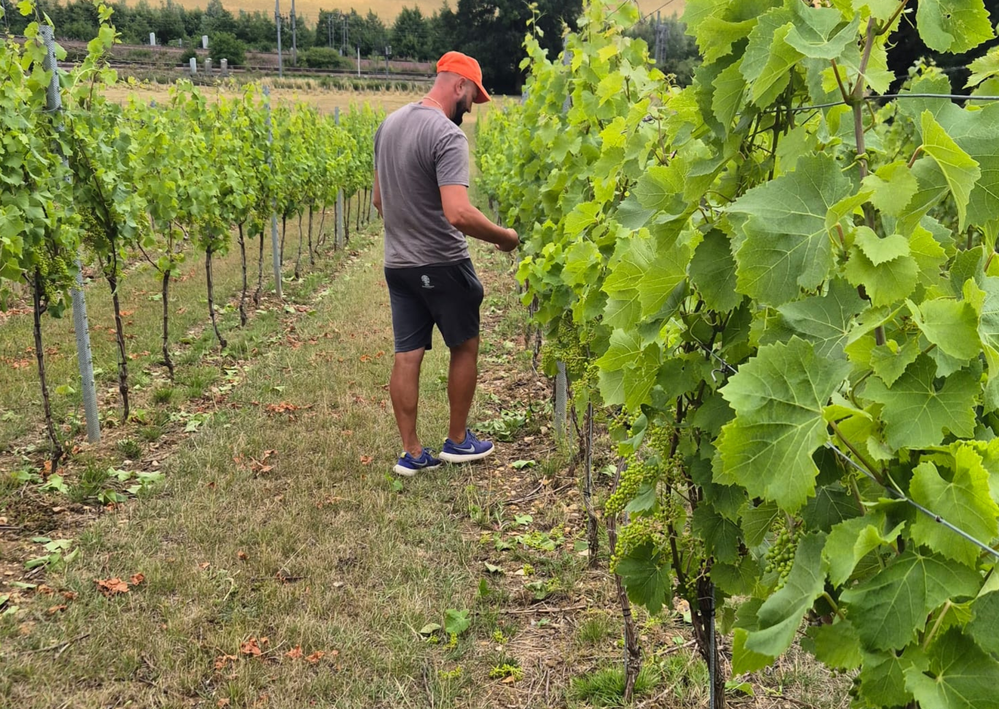 VineWorks worker in a grey tshirt and orange baseball hat tending to grapevines in a UK vineyard during summer.  
