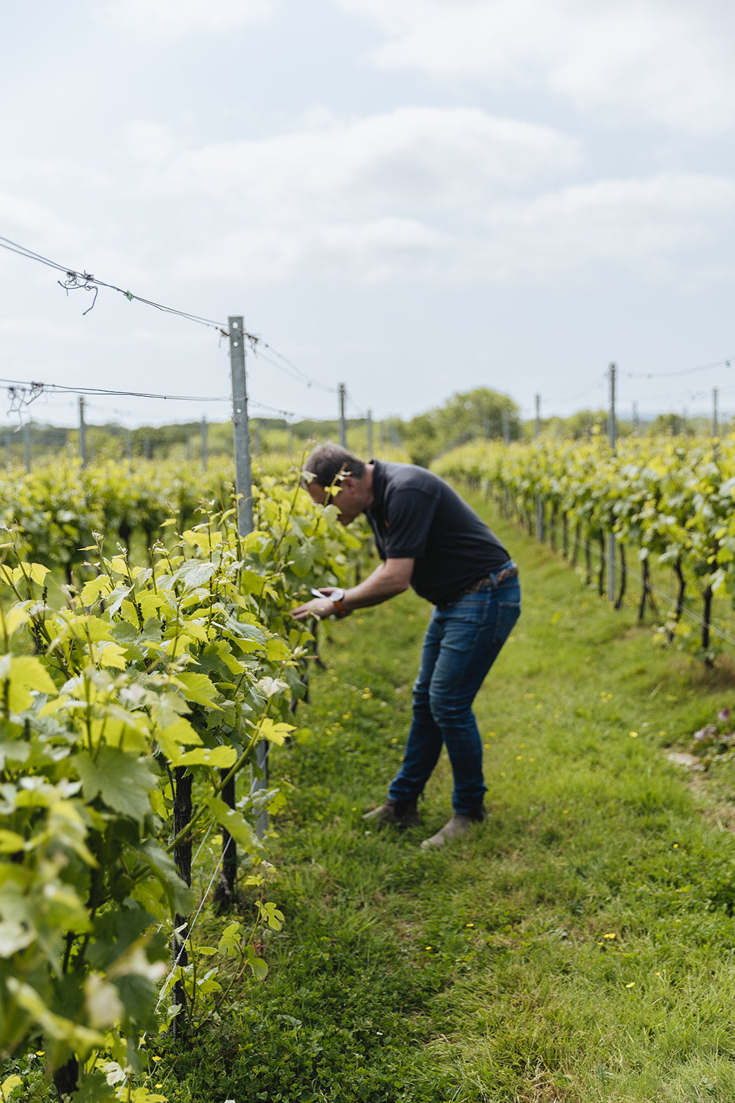 The Value of the Intangible in Viticulture
