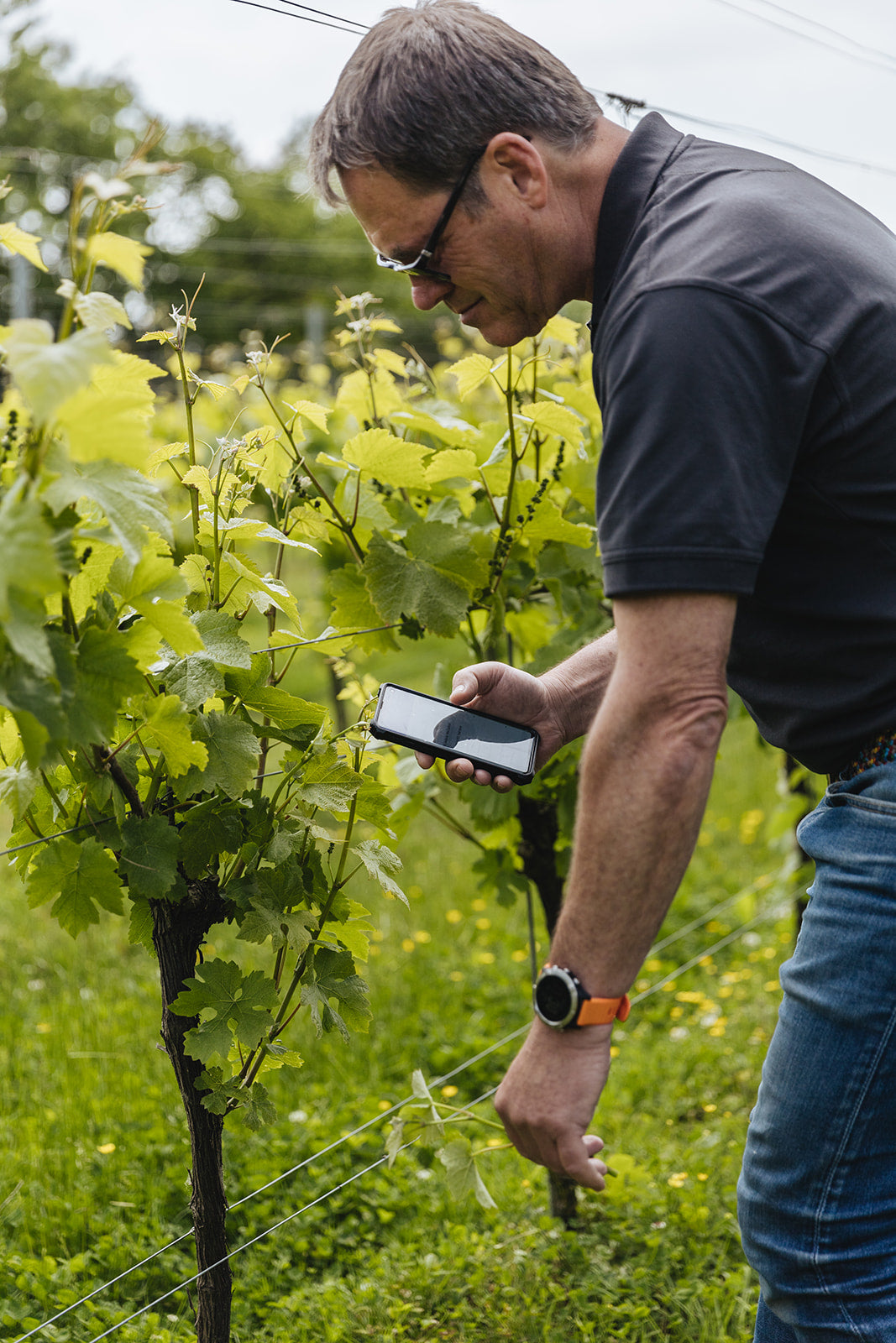 Charles Martin, Senior Viticulturist at VineWorks checking vine using a smart phone app