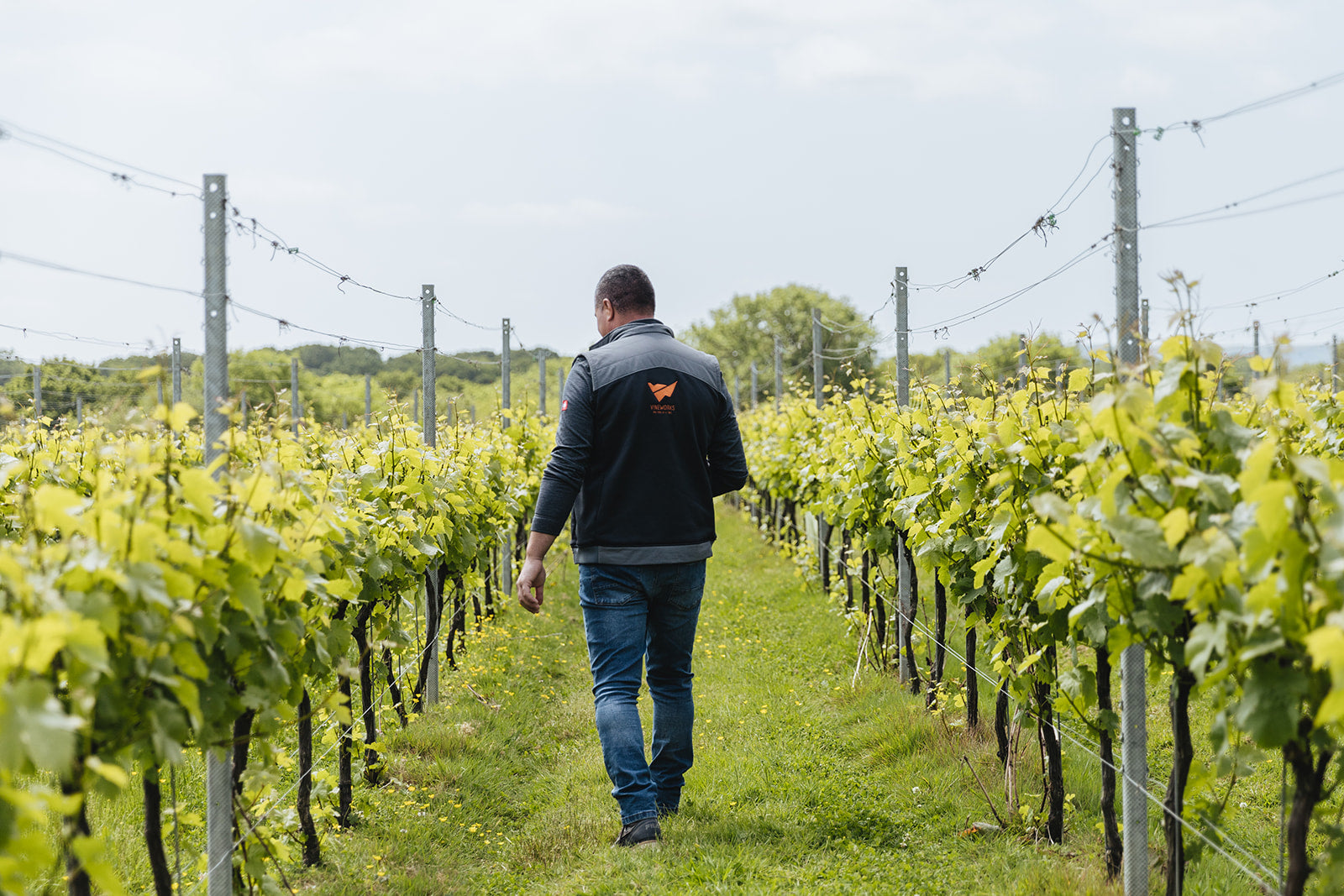 Photo of a viticulturist from VineWorks walking down a row of grapevines in Sussex, UK