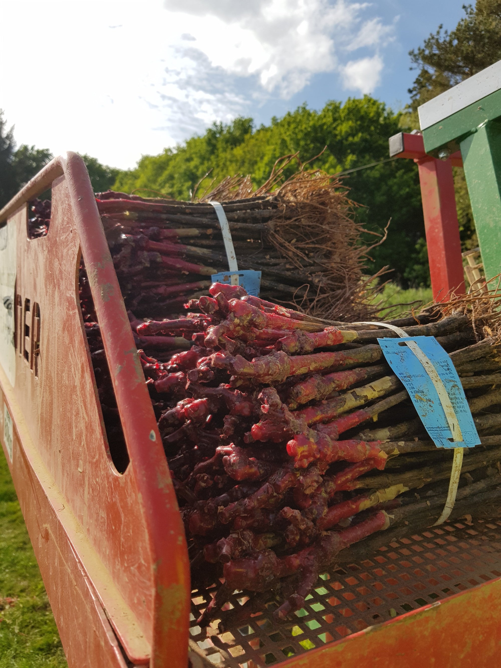 VineWorks - machine planting vines in a UK vineyard 2022