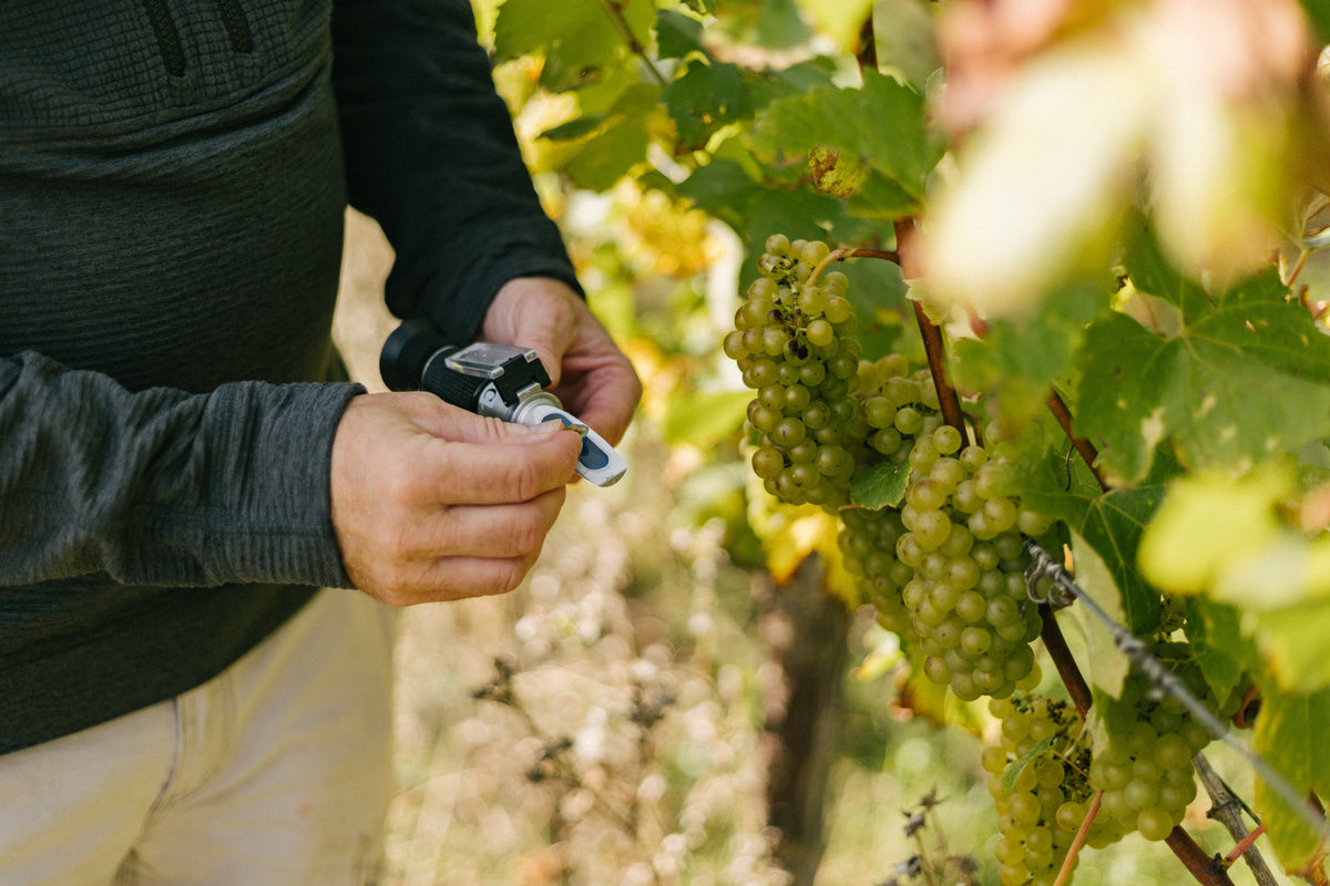 Close up of a viticulturist using a refractometre in a vineyard to assess grape sugar levels during UK harvest 2023