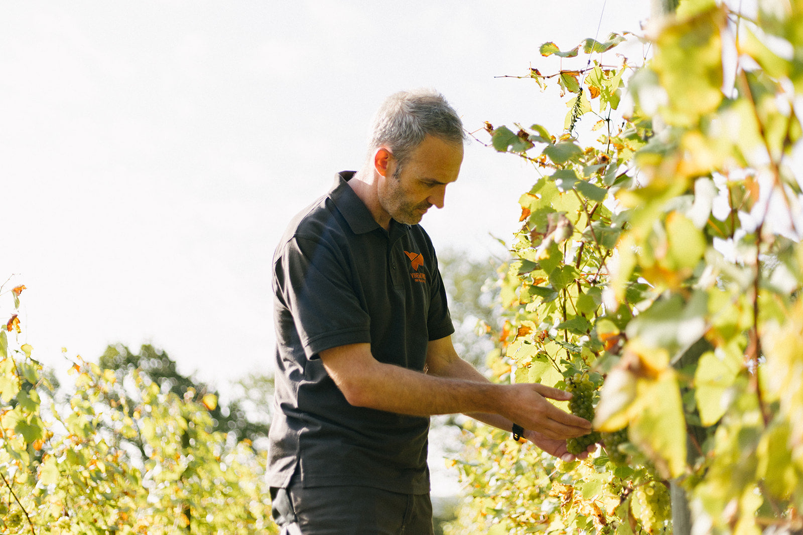 Chris Buckley (VineWorks) examining grape vines in a UK vineyard