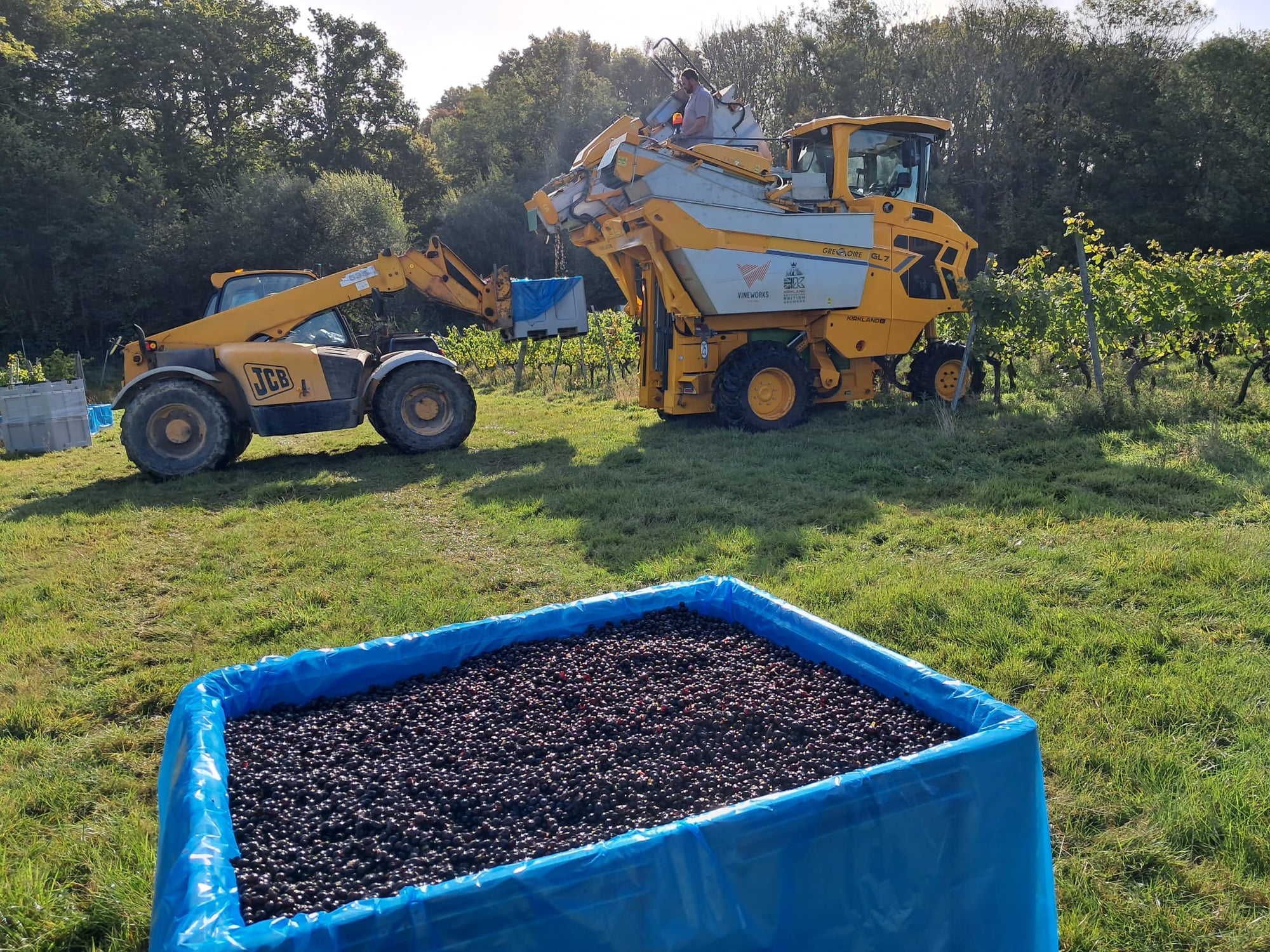 VineWorks' machine harvester in a UK vineyard, with a crate of freshly picked red grapes in the foreground.