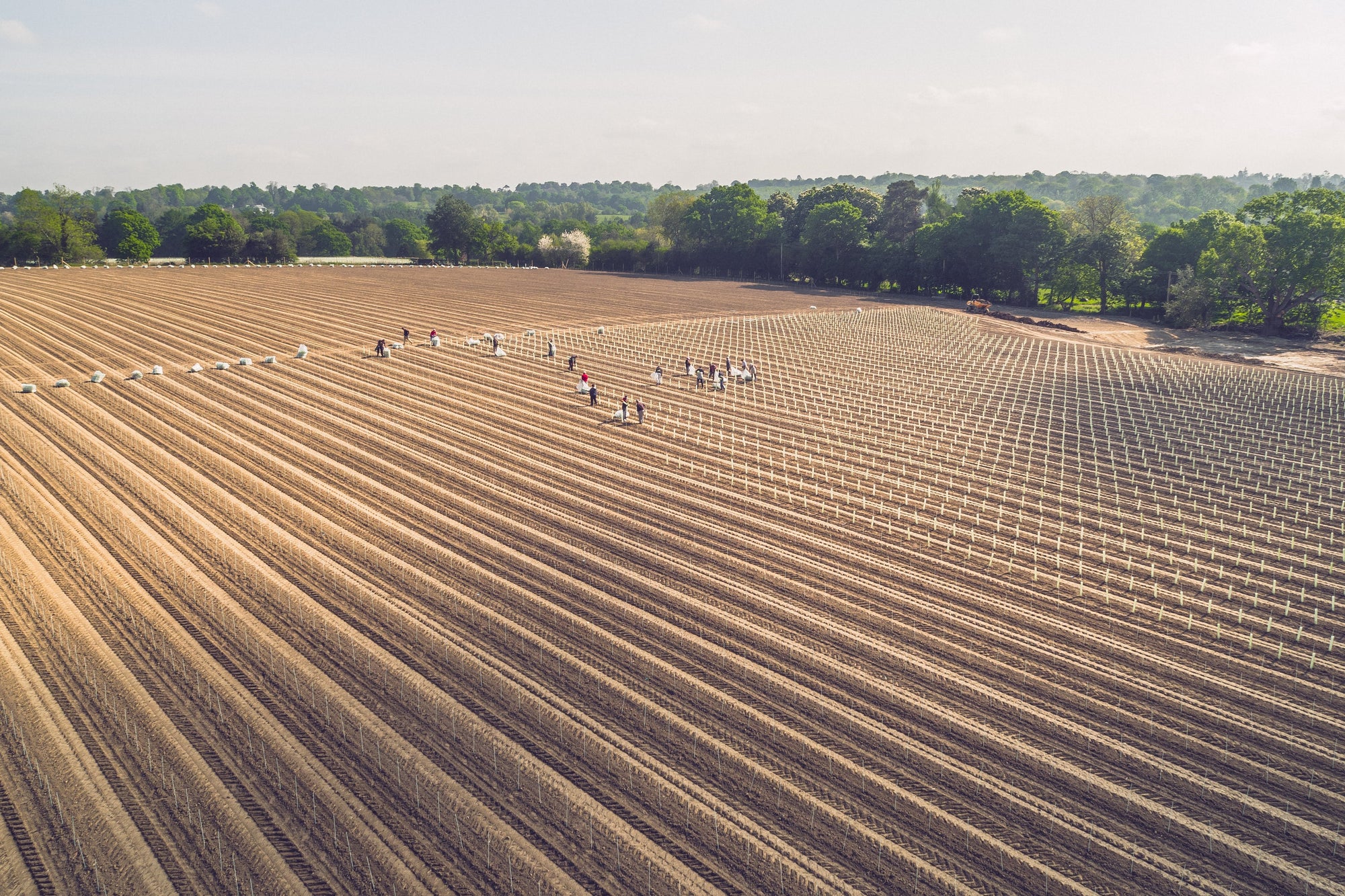 Aerial show of a newly planted vineyard.  Land plowed and clearly defined rows. 