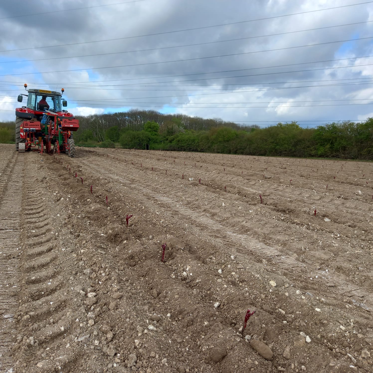 Photo of vine roots in the foreground and a tractor in the background of a field that has been prepared for planting grape vines.