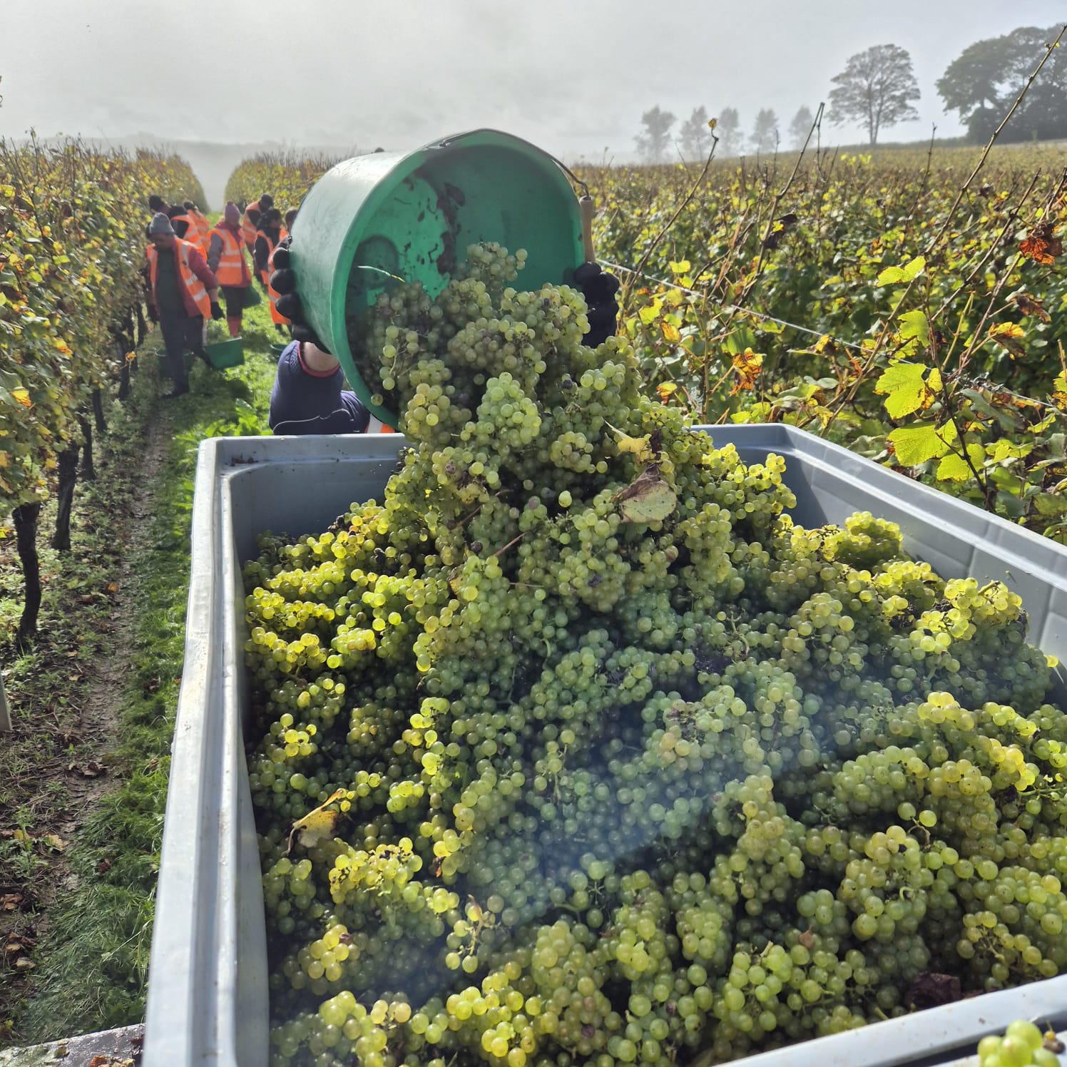 A buckety of harvested green grapes being added to a large container of grapes - ready to ship to a winery.