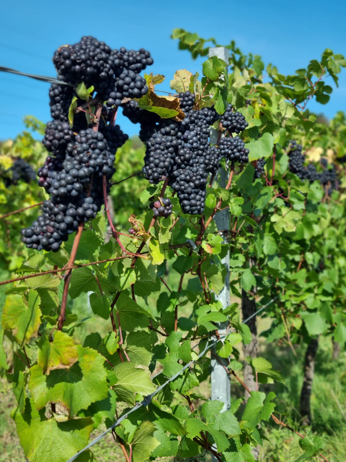 Red grapes on vine in a UK vineyard