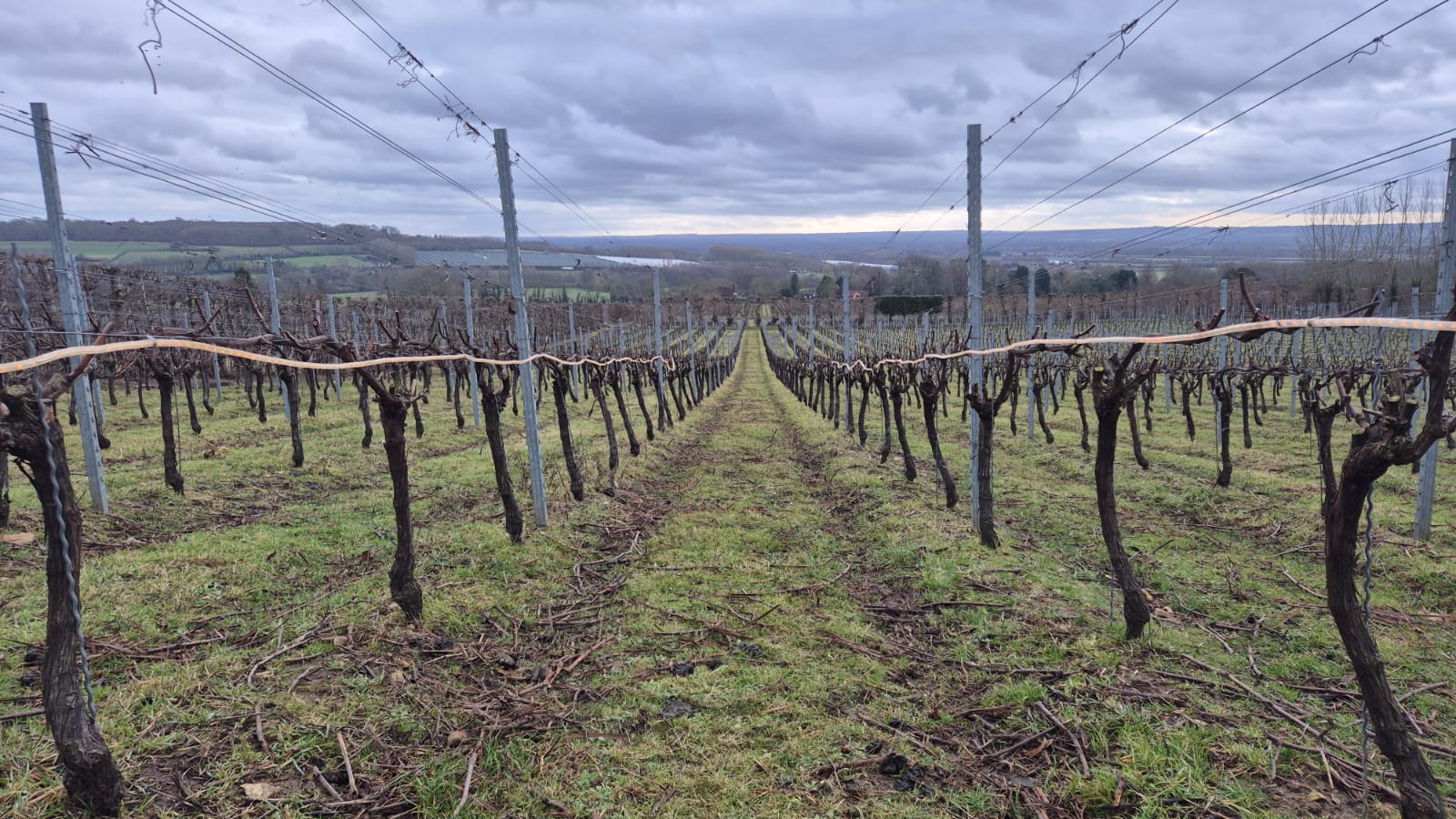 Vineyard with Frolight Frost Protection tubes installed