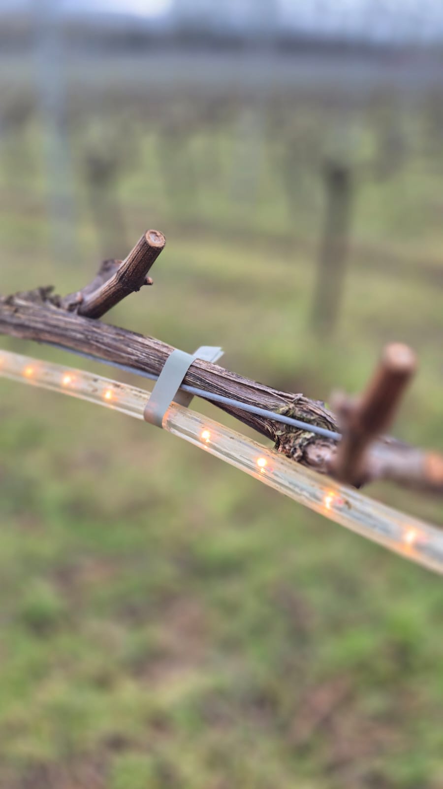 Close up of a pruning grapevine with the Frolight Frost Protection tube tied onto it (looks like fairylights)