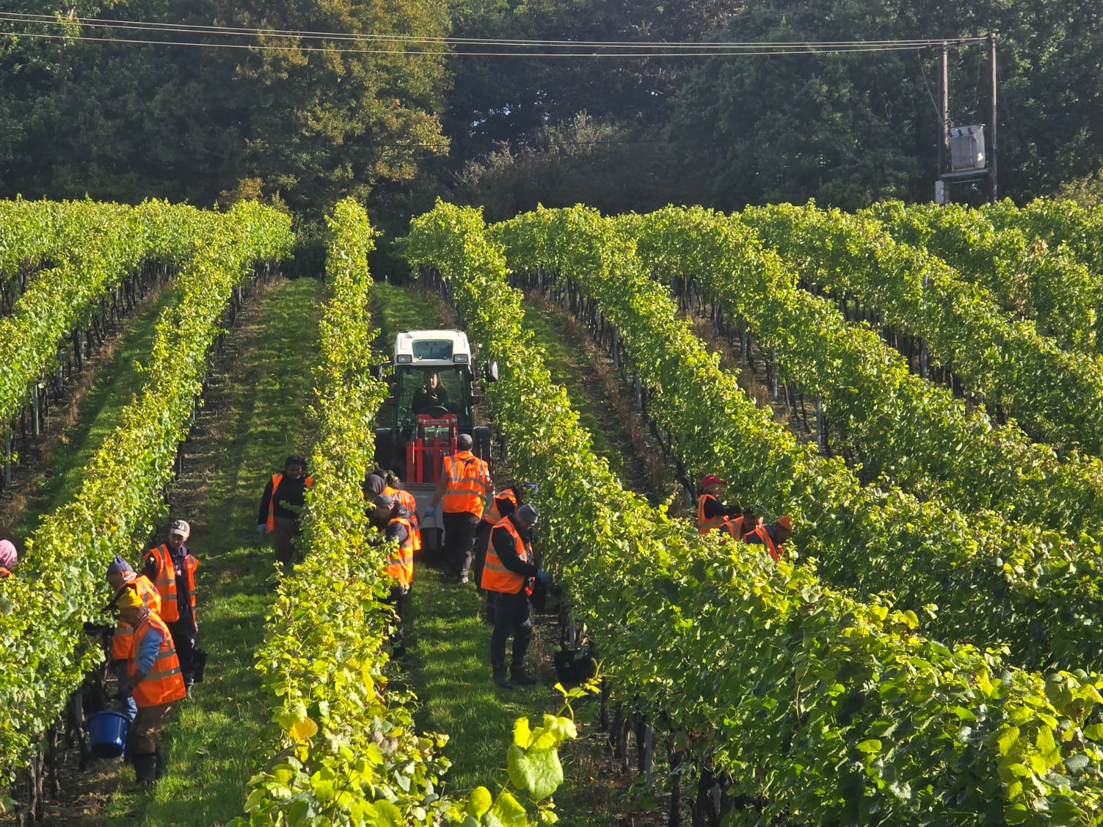 Vineworks vineyard crew hand harvesting grapes from a UK vineyard. 