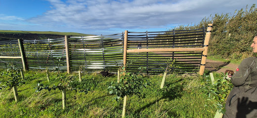 Artificial windbreak set up in a UK vineyard to help a natural windbreak establish, 2024