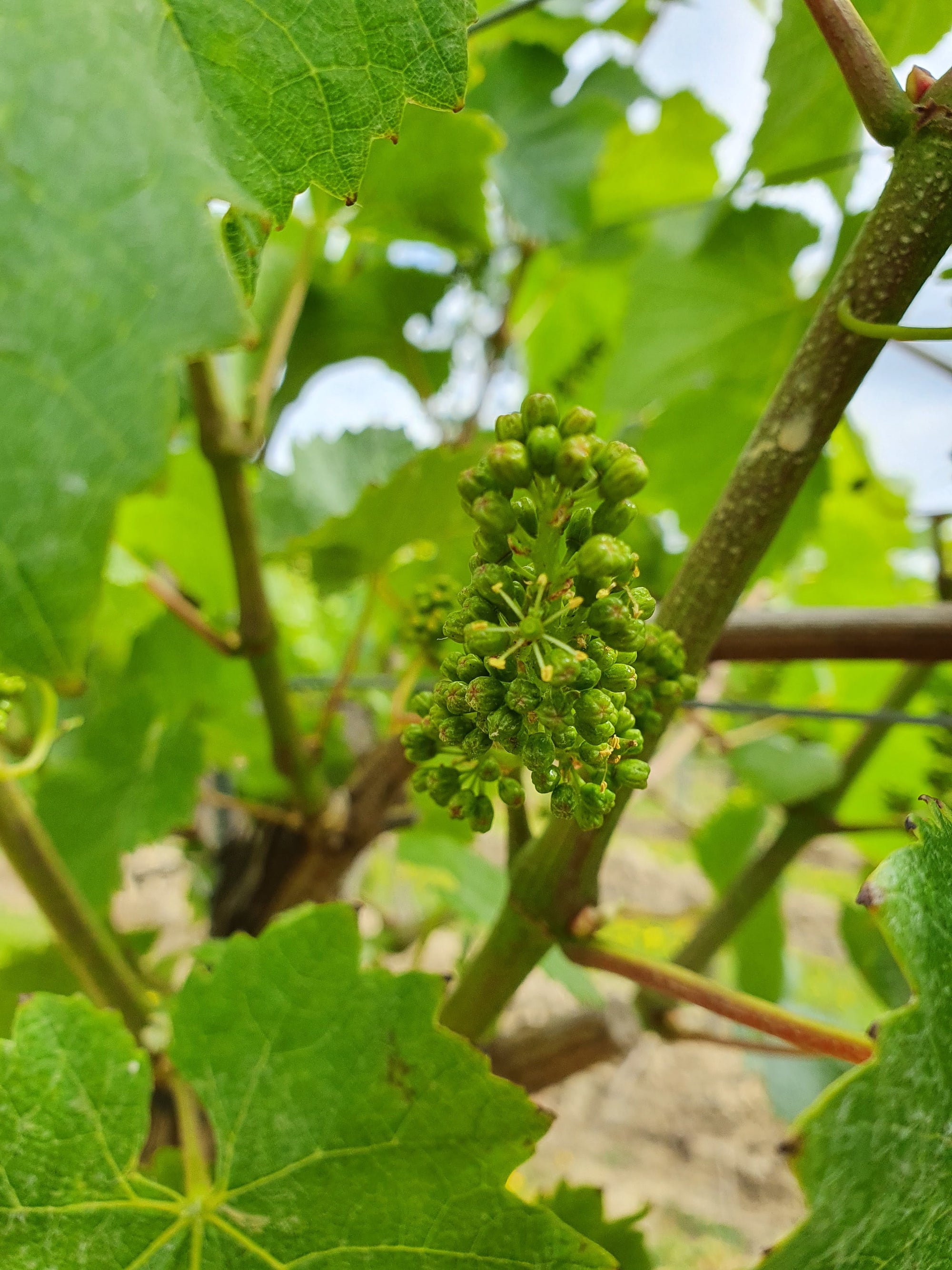 Early grapes on vine