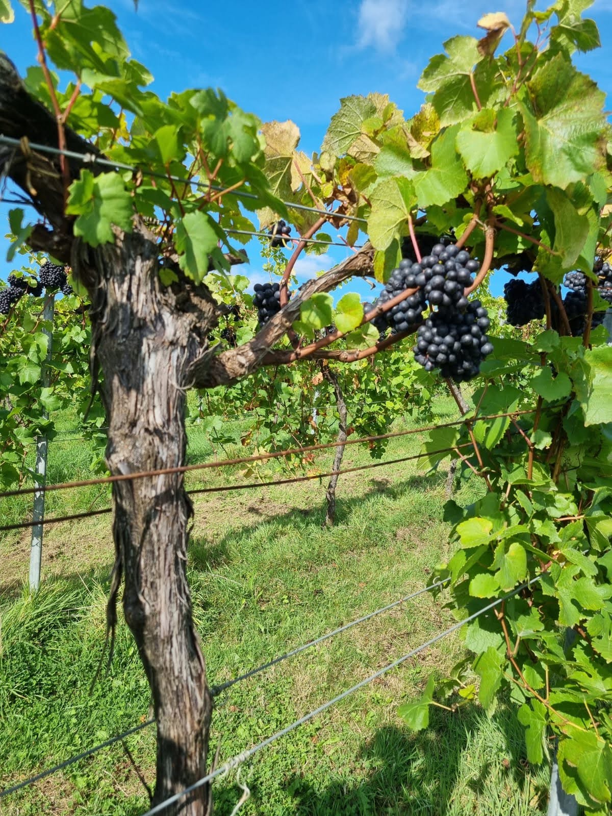 Juicy grapes on a vine in a Sussex-based vineyard in the UK. 