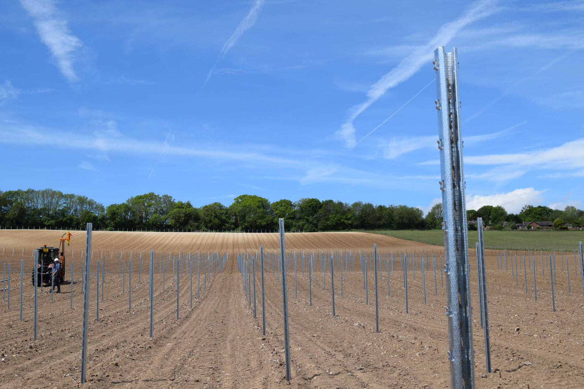 Image of a trellising in a newly established vineyard