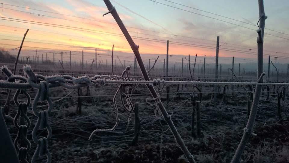 Photo of a frosty winter vineyard at sunset