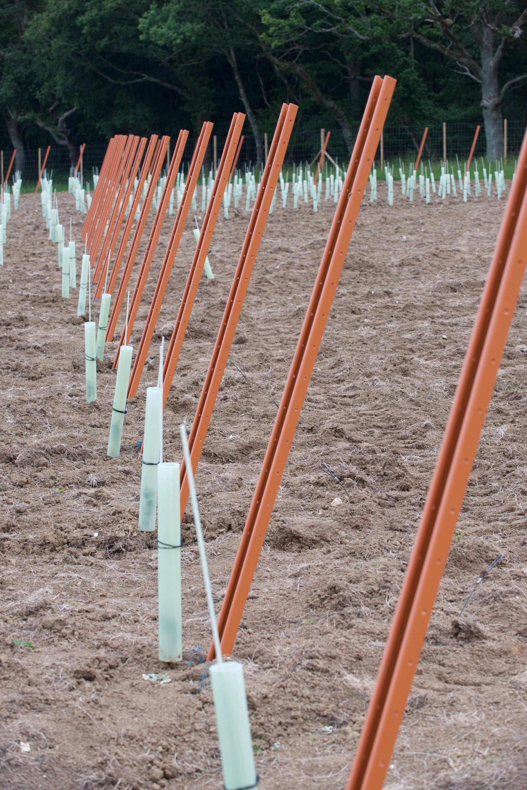 20cm Band Ties Securing Vine Shelters in Vineyard