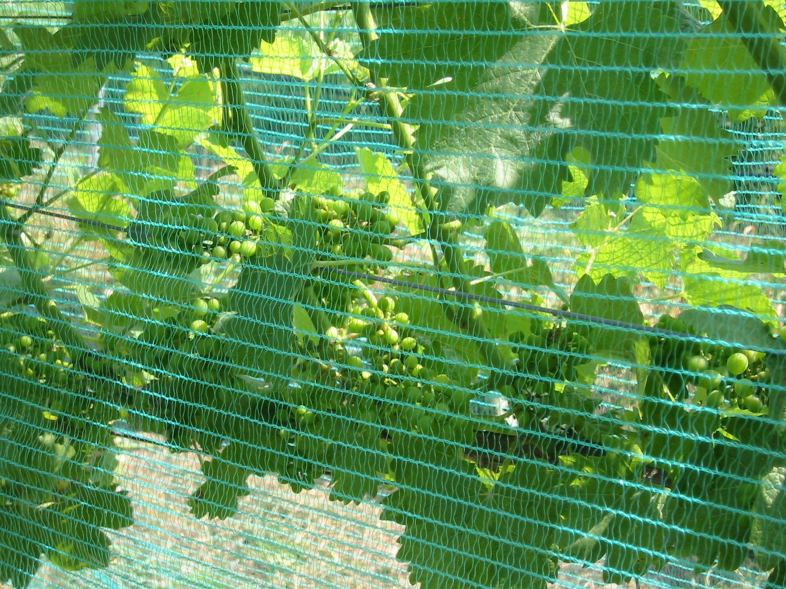 Bird netting 0.9 x 250m roll
