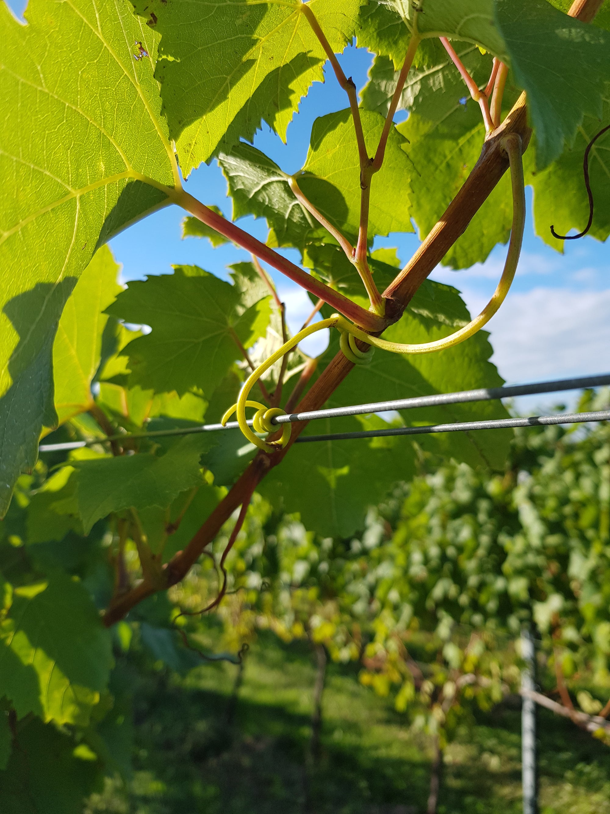 Close Up of Foliage Wire in Trellising System