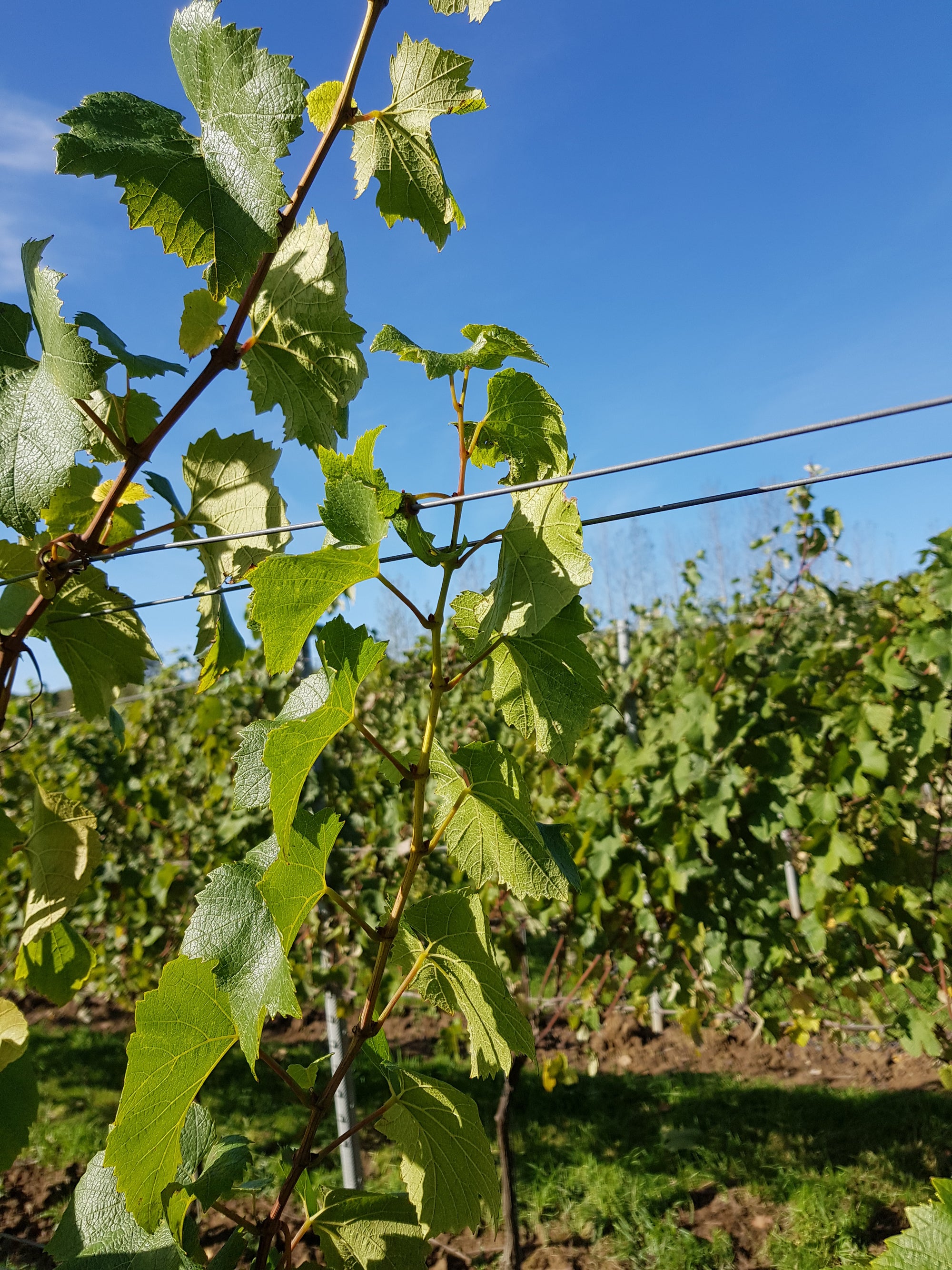 Pair of Foliage Wires in Vineyard