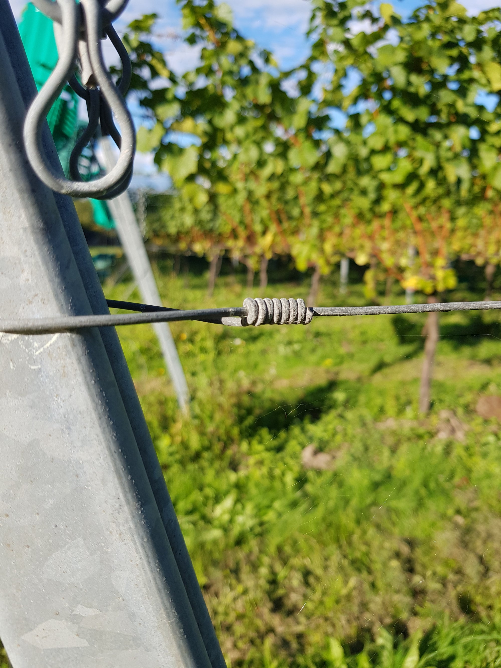 Close Up of Tying Off Fruiting Wire