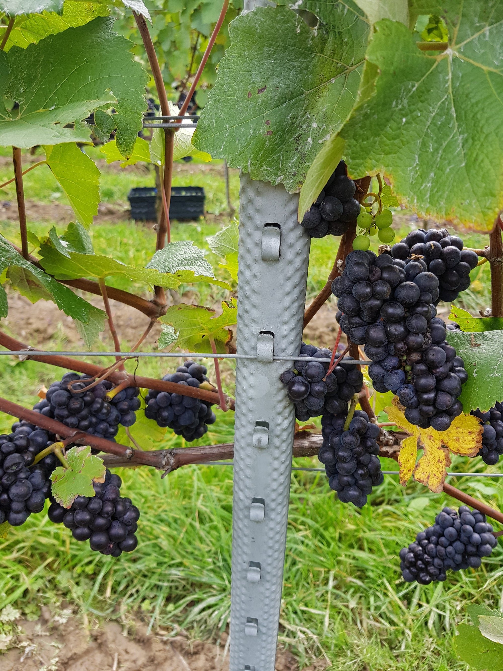 Fruiting Wire on Trellis System