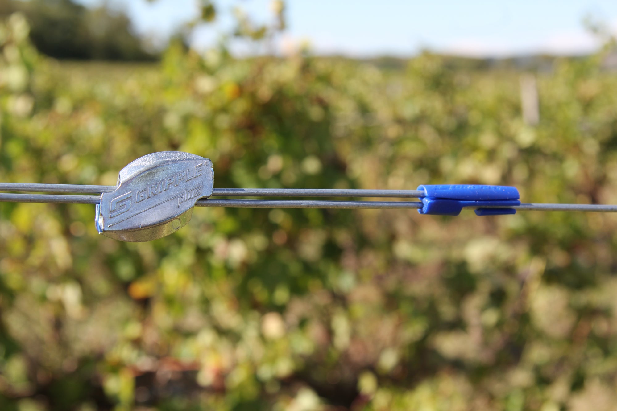 Gripple Medium and Twister on Fruiting Wire in Vineyard